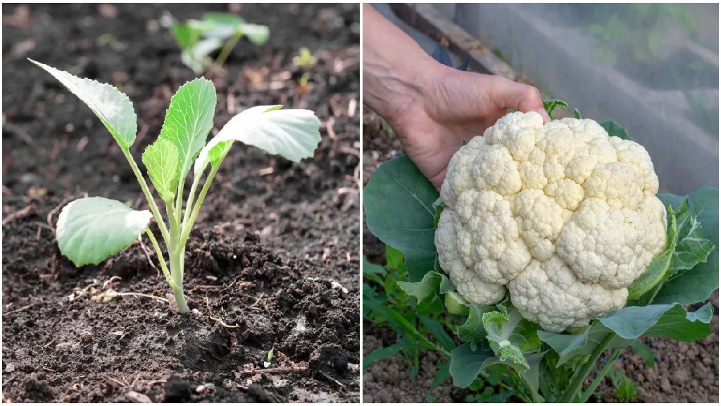 planting tips for cauliflower flower