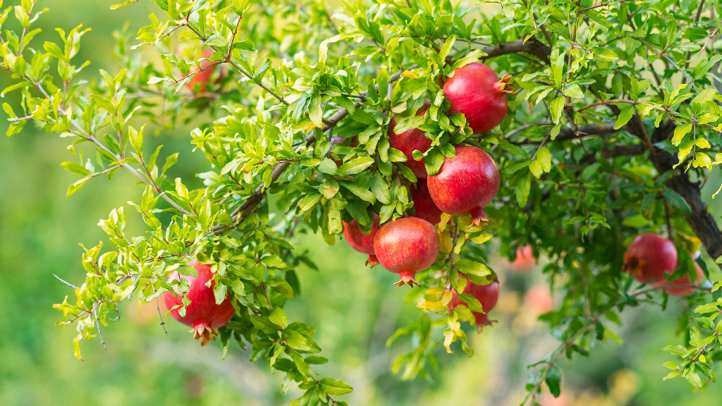 pomegranate(Punica granatum)