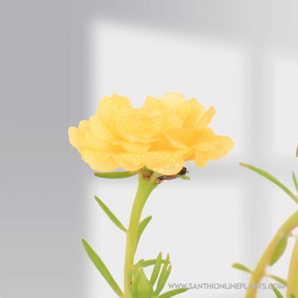 Portulaca 9’o Clock Yellow