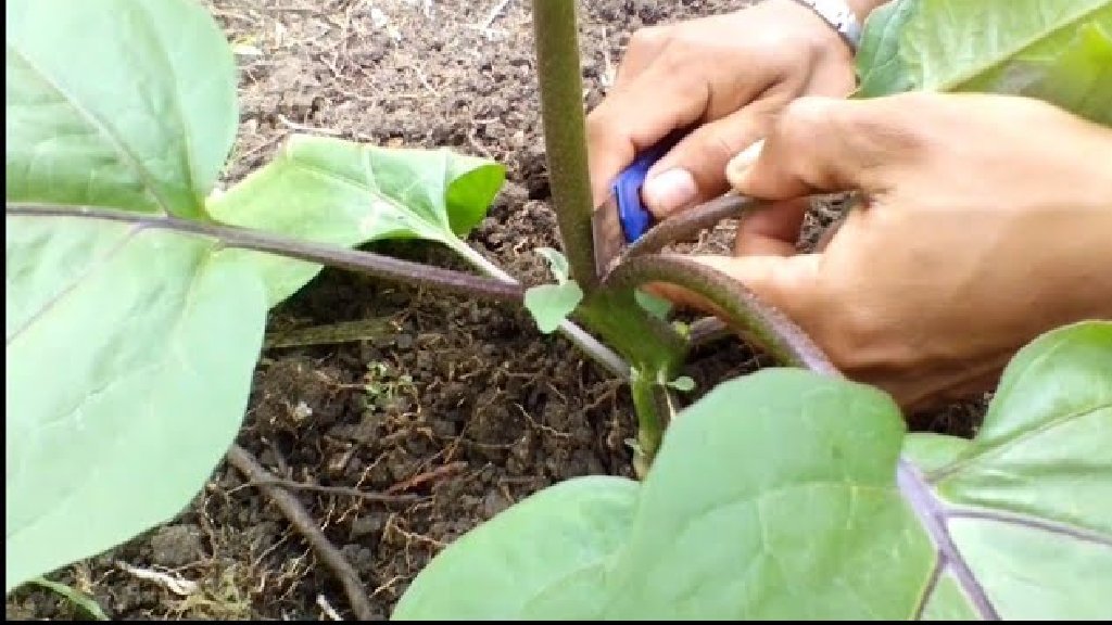 brinjal plant pruning