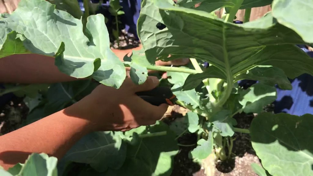 pruning of brassica oleracea