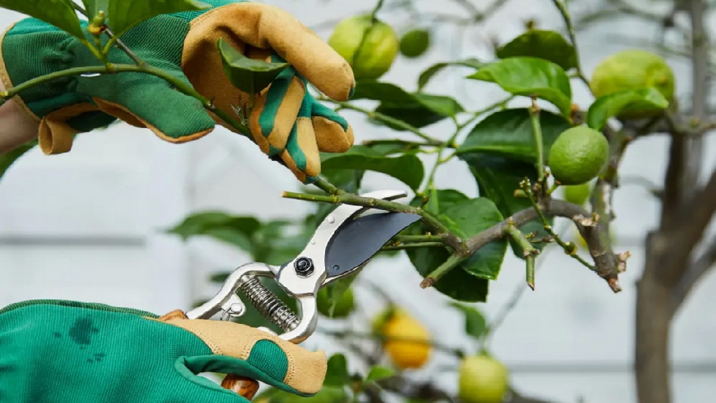 pruning of lemon tree
