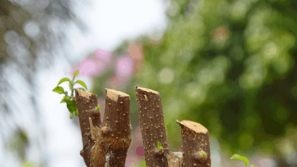 pruning of moringa