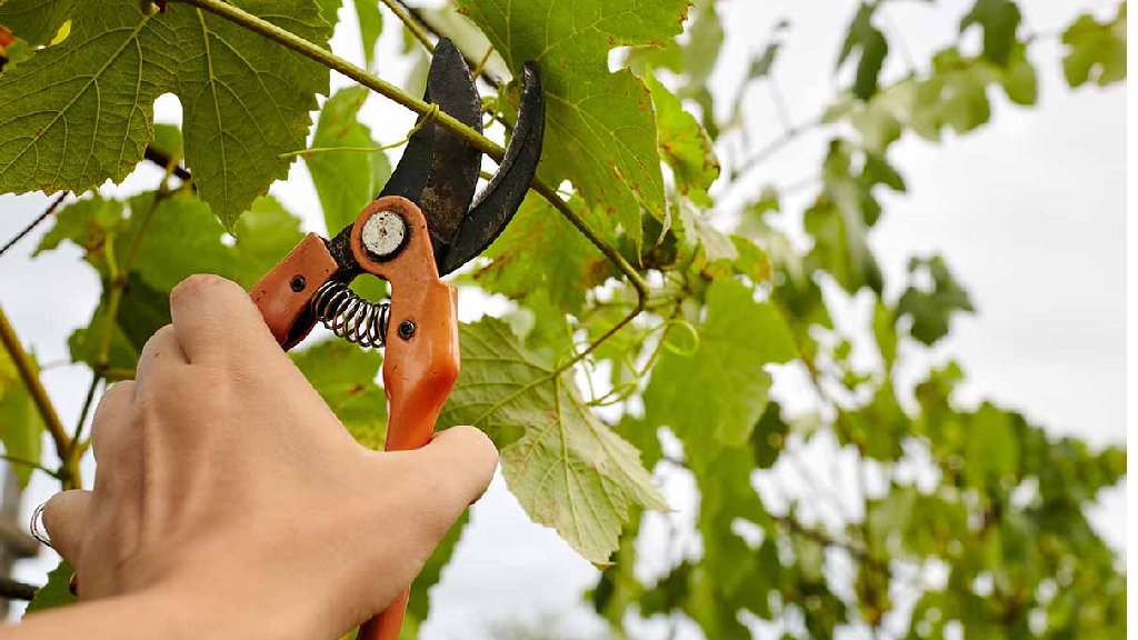 grape plant pruning