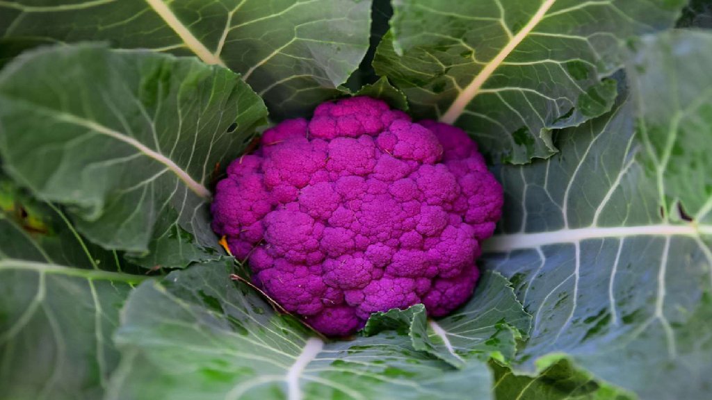 purple cauliflower