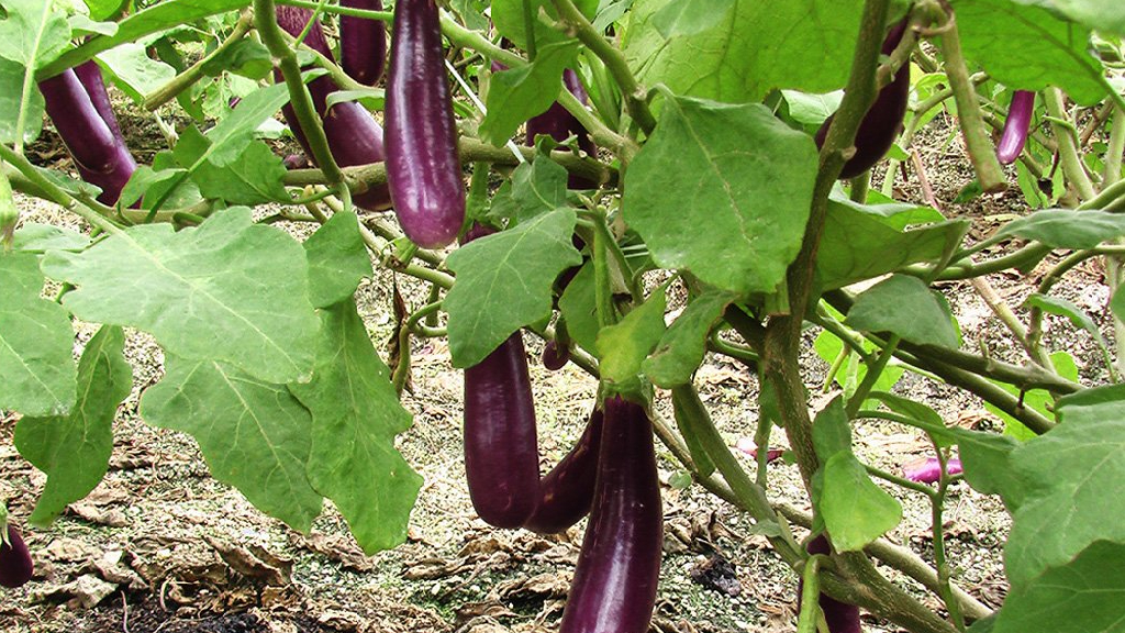 pusa purple long eggplant