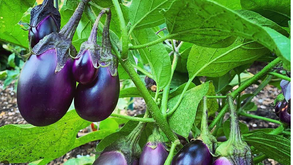 pusa purple round eggplant