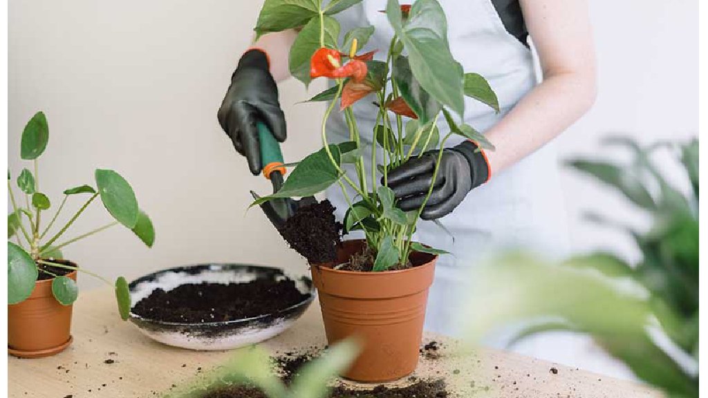 repotting flower plant