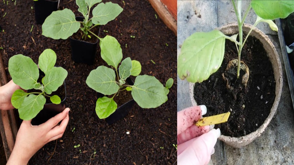 repotting the brinjal plant