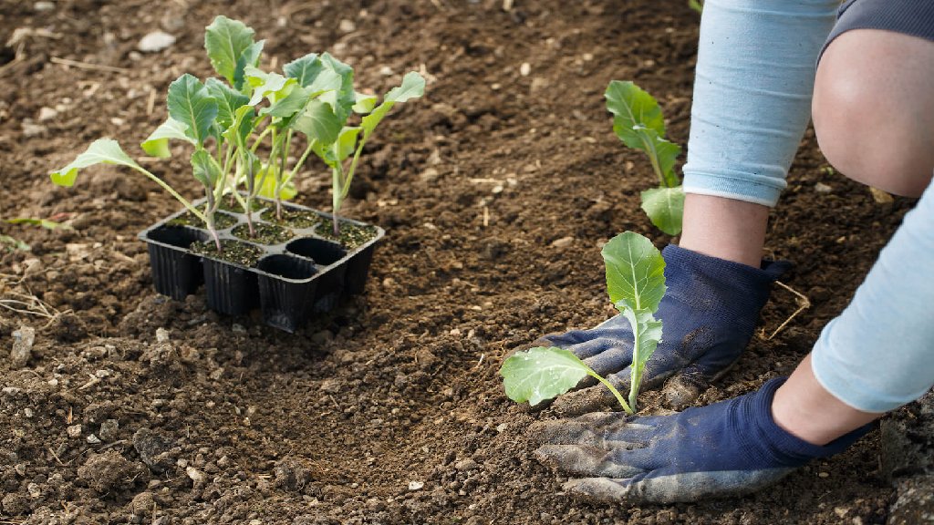 repotting or transplanting