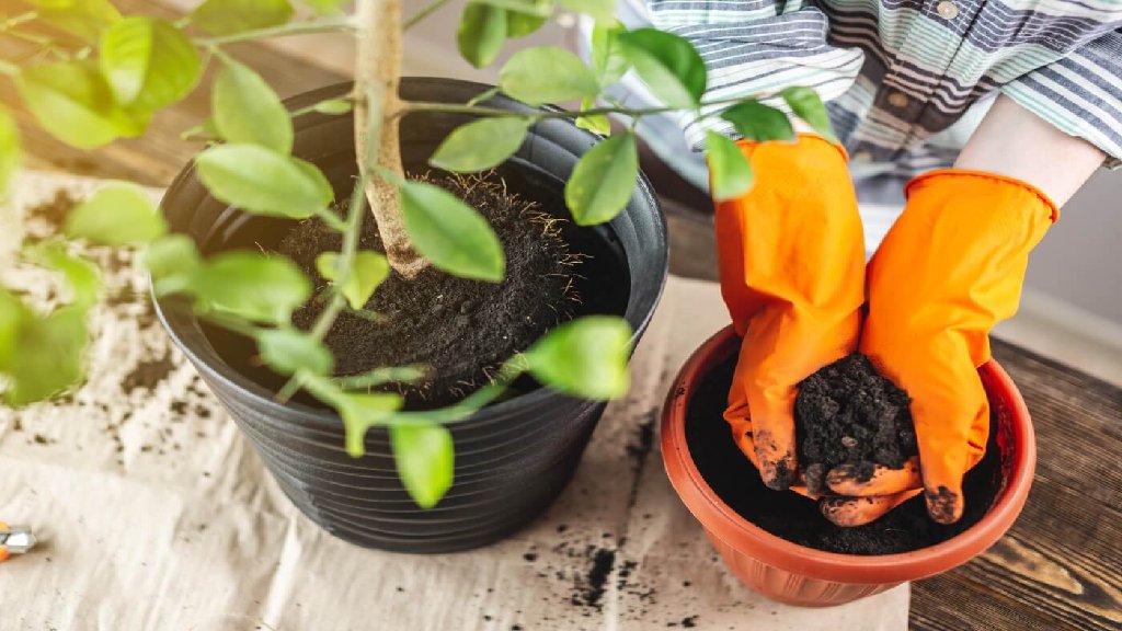 repotting citrus plant