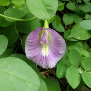 Clitoria Ternatea Plant- Baby Purple