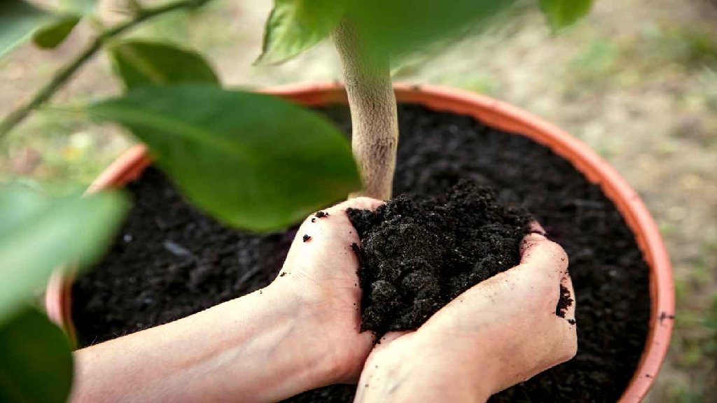 soil for citrus plant