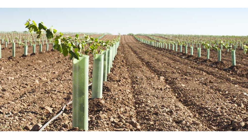 soil for grape fruit