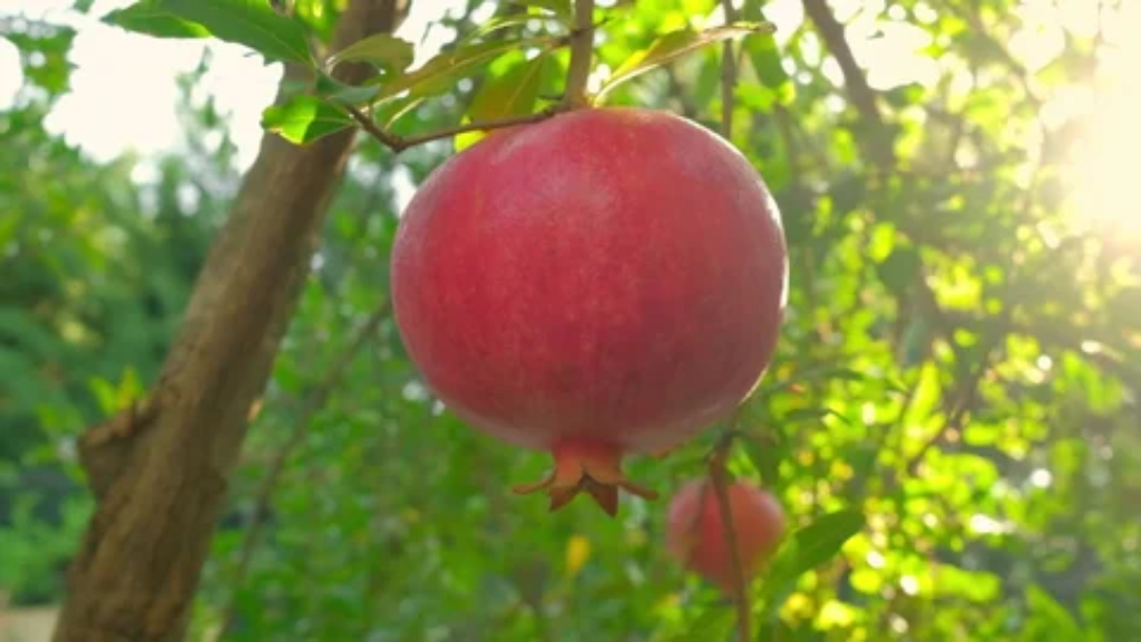 sunlight for pome fruit