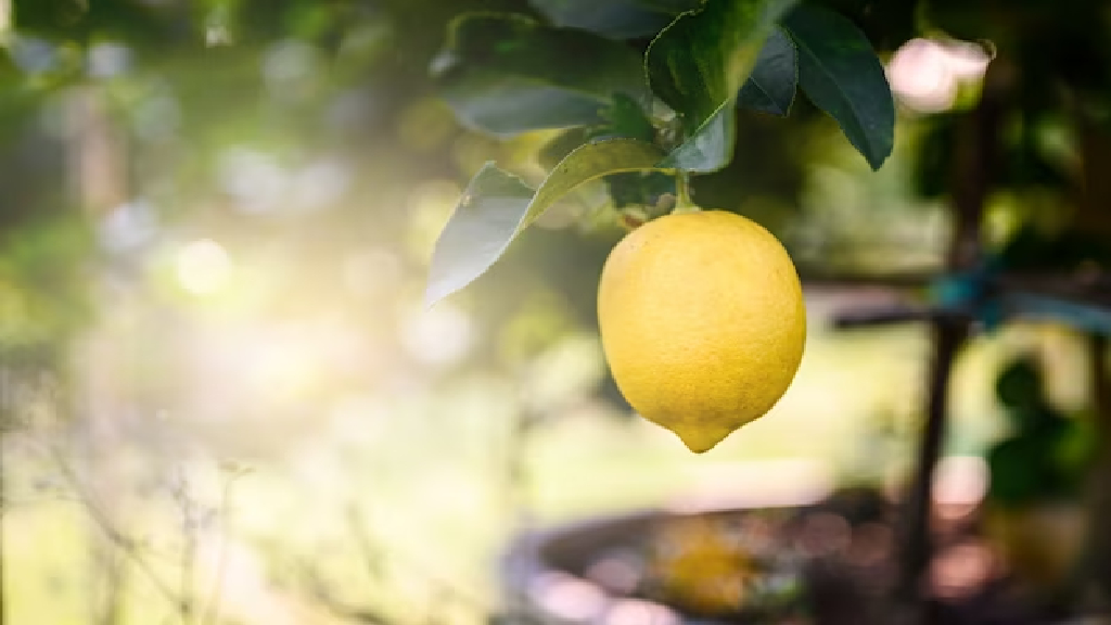 sunlight requirement for citrus