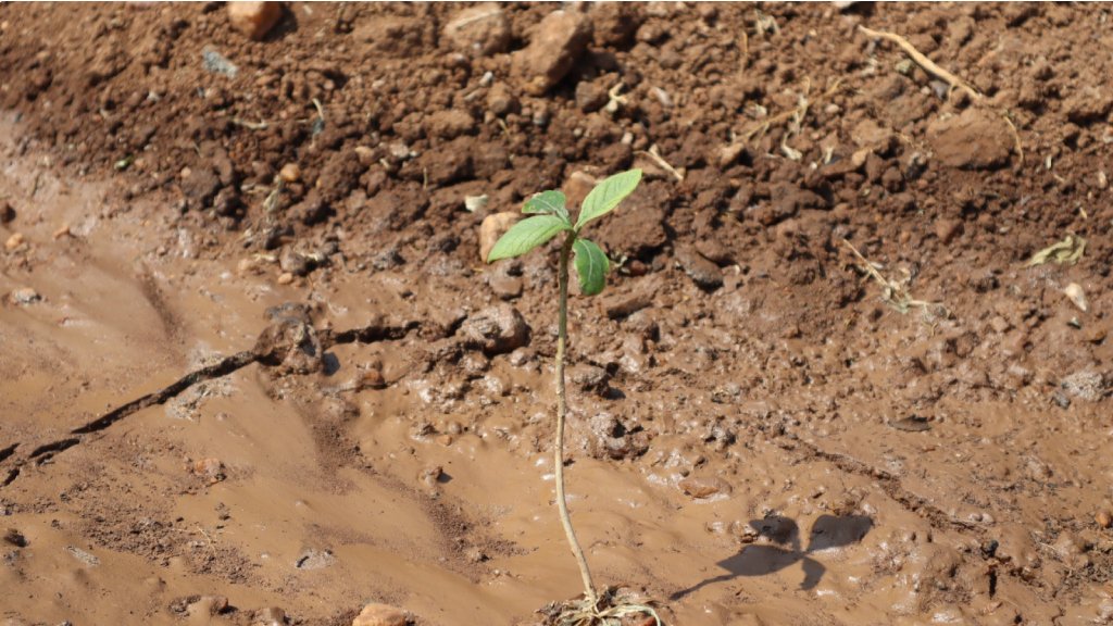 teak soil