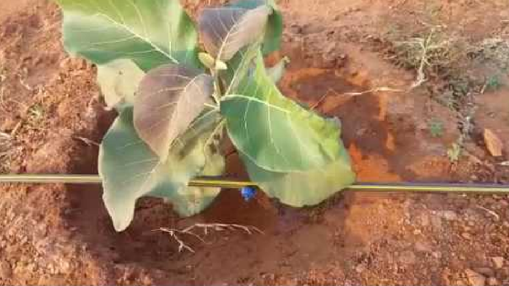 teak irrigation