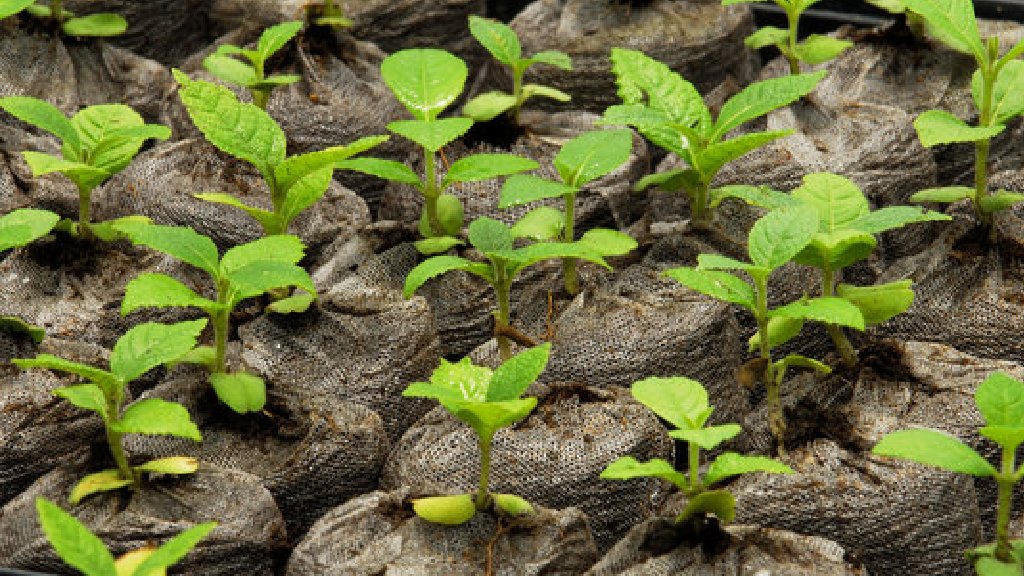 tissue culture teak