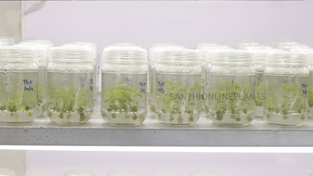 tissue culture teak plants