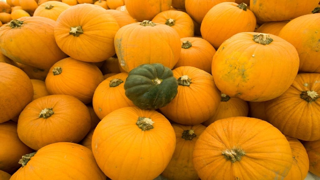 traditional orange pumpkin