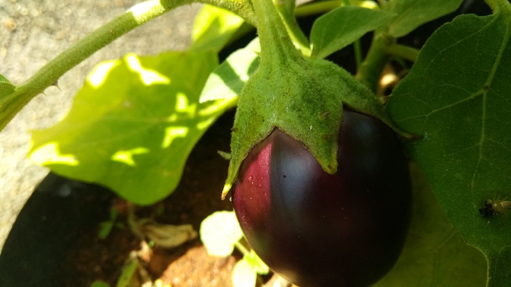 Brinjal plant (spiny) Vellore gold