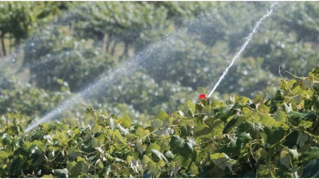 watering