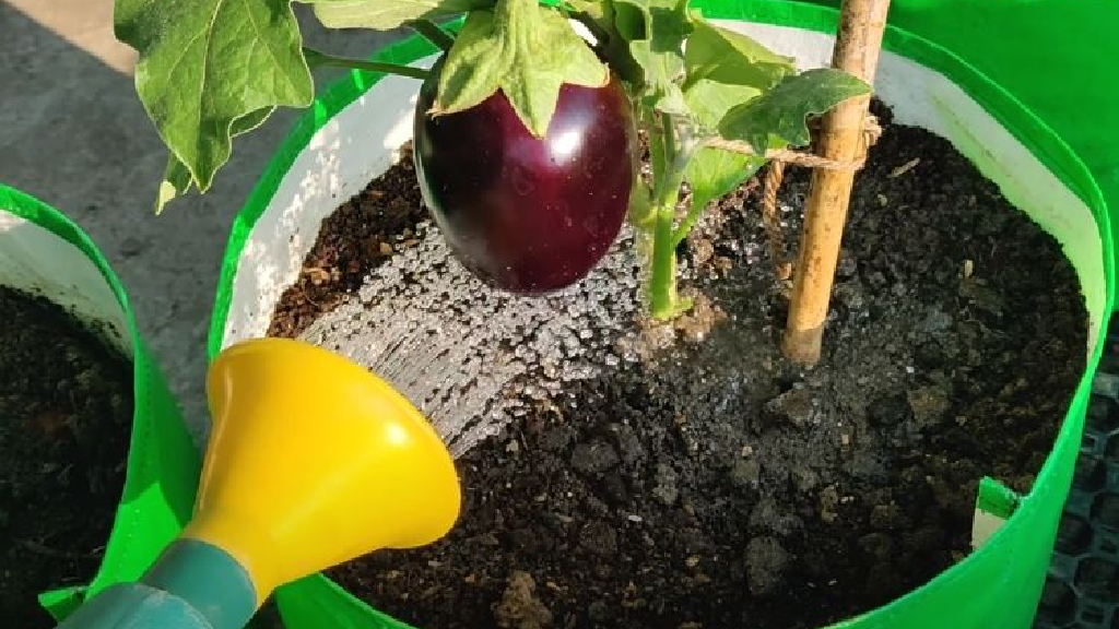 eggplant watering