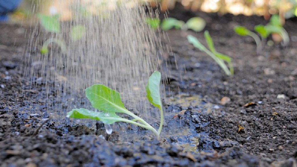 watering