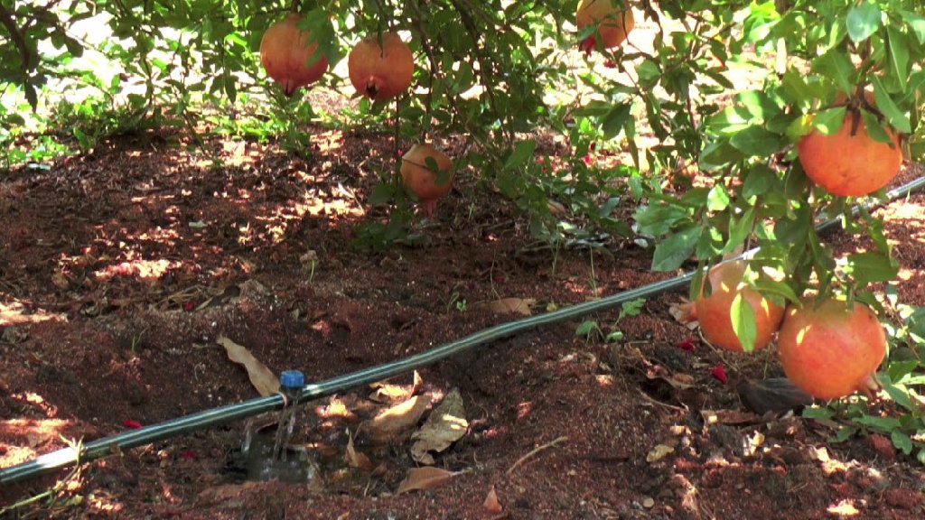 watering for pome