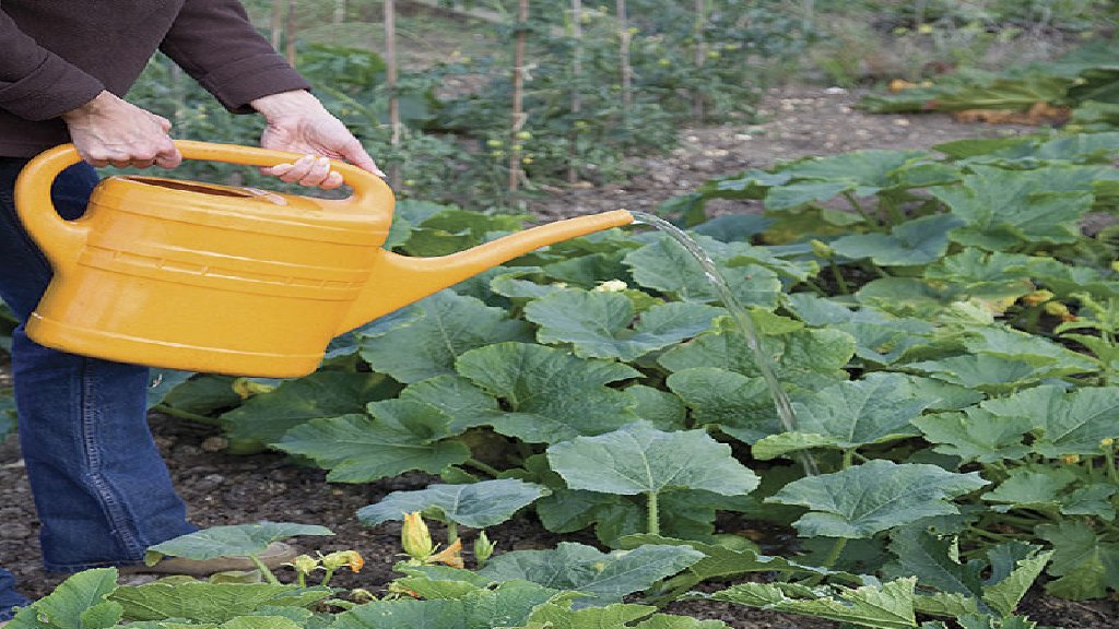 watering