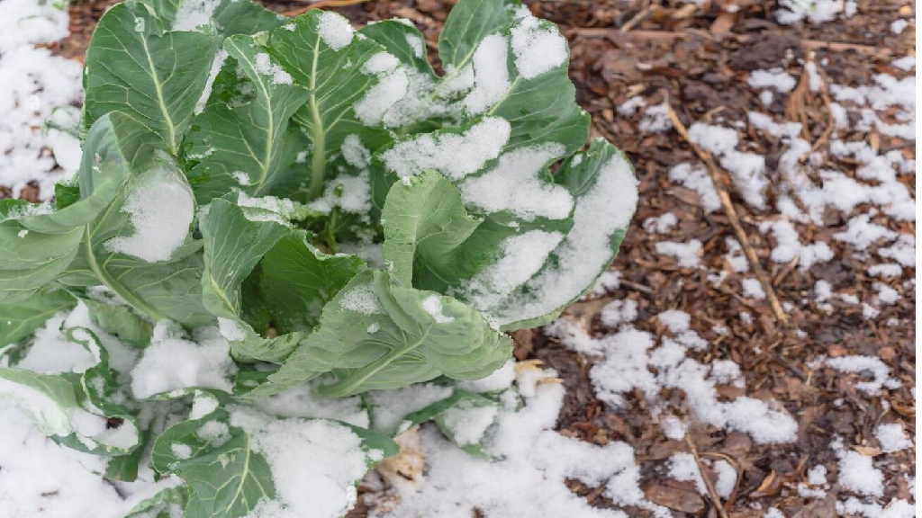 weather condition for brassica oleracea