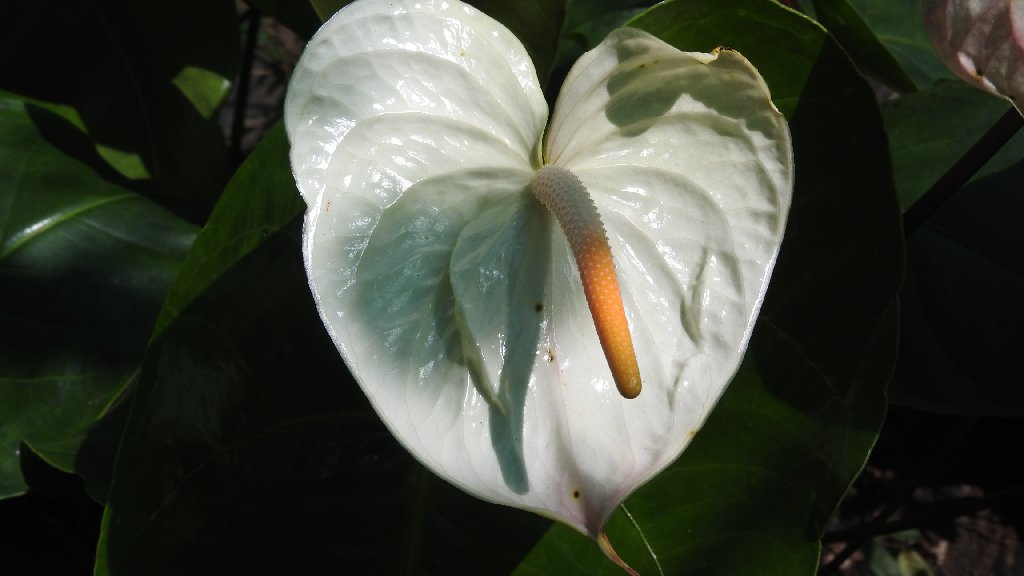 anthurium mauritius white