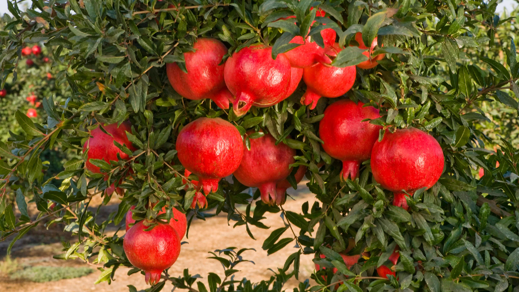 wonderful pomegranate plant