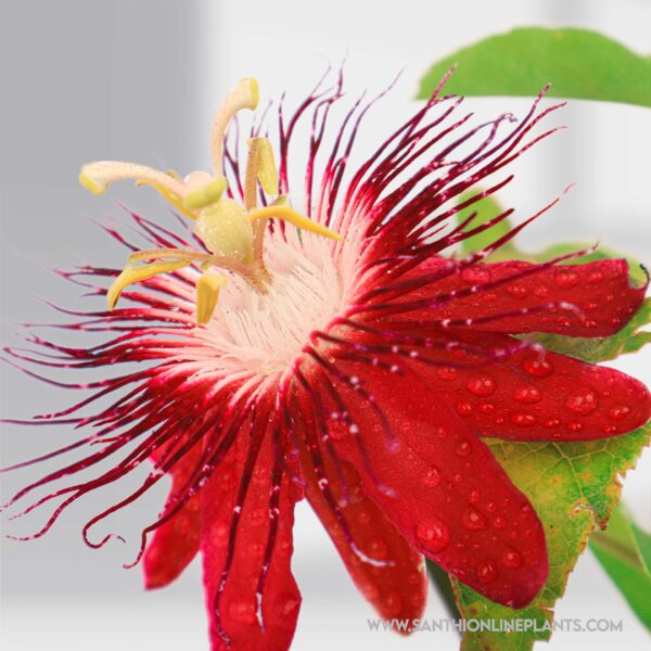 Passion flower red