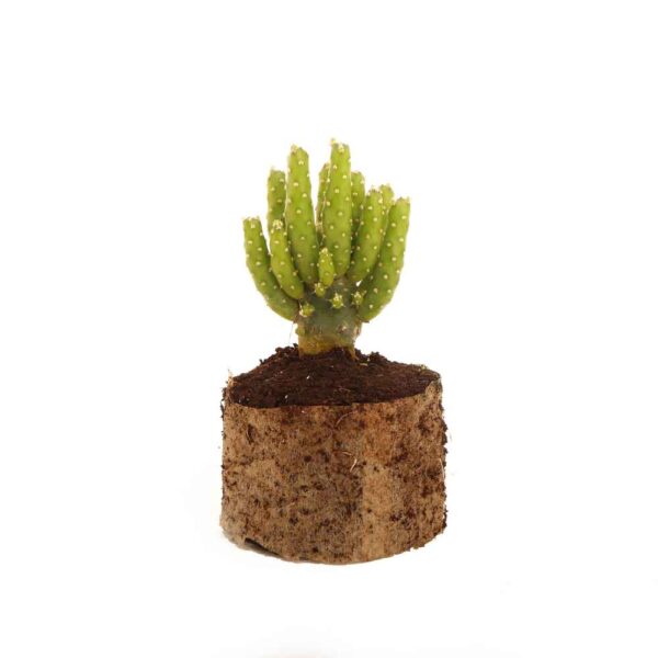 Opuntia Tuna Monstruosa Cactus 