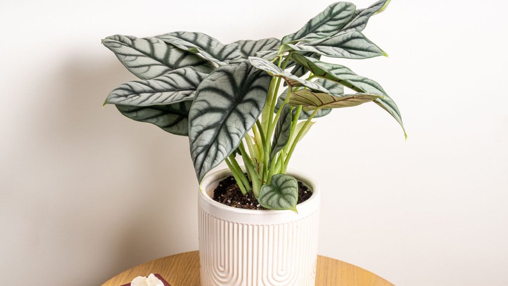 alocasia silver dragon