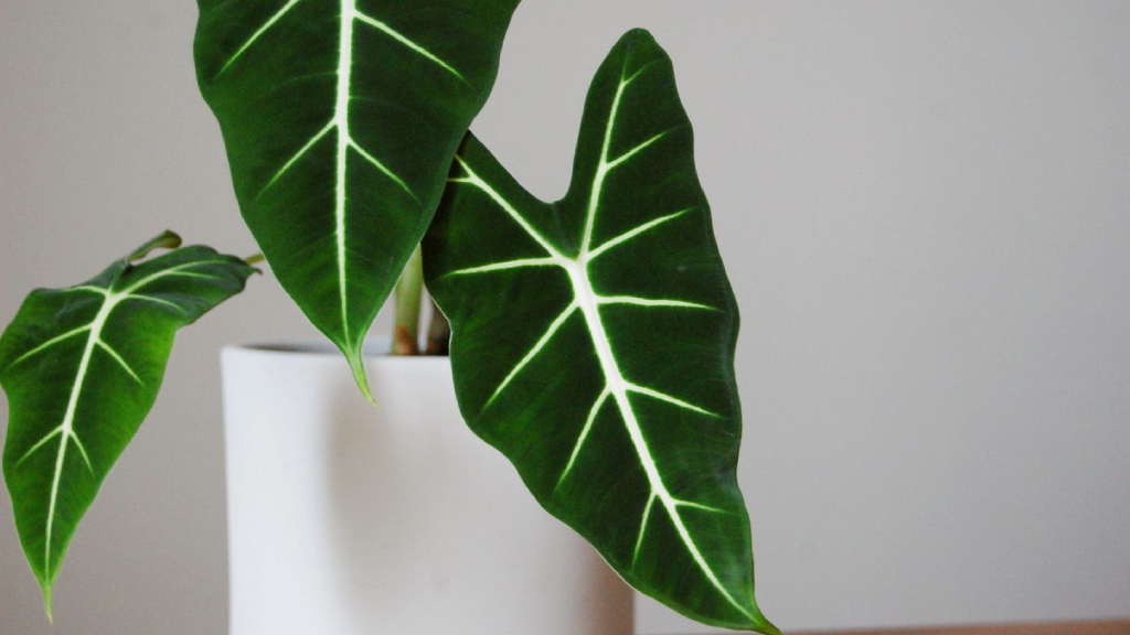 alocasia frydek