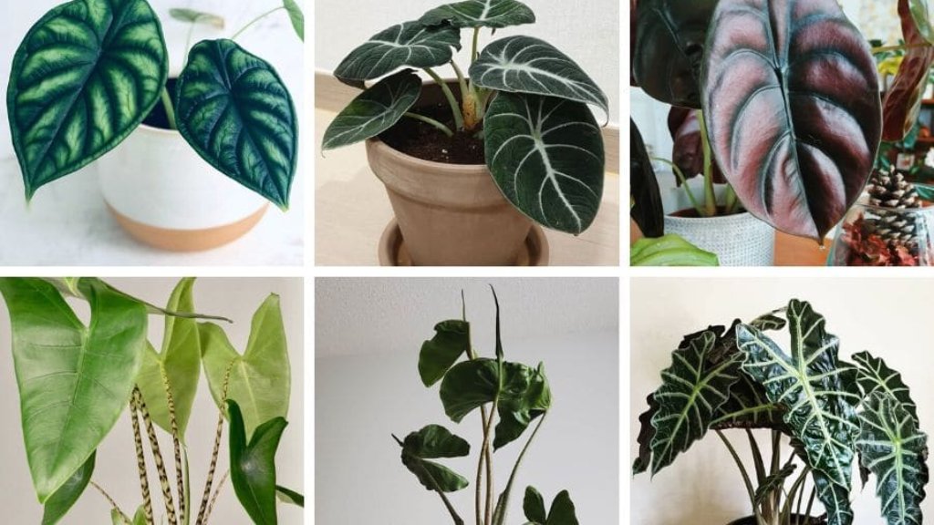 alocasia varieties