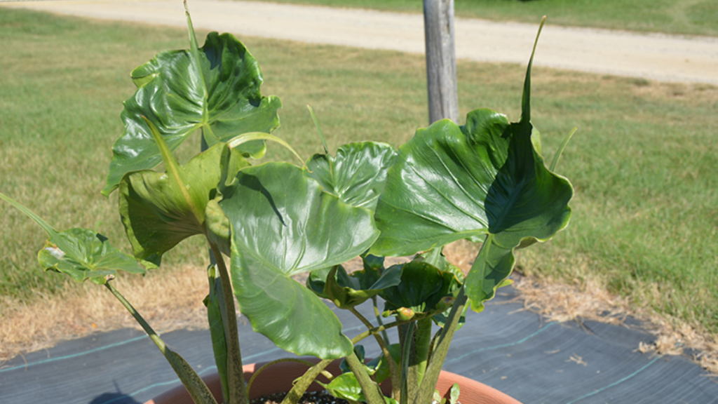 alocasia stringray