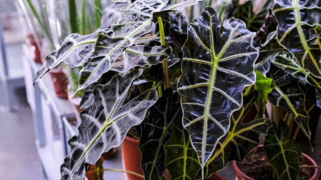 alocasia amazonica