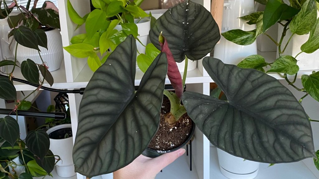 alocasia nebula