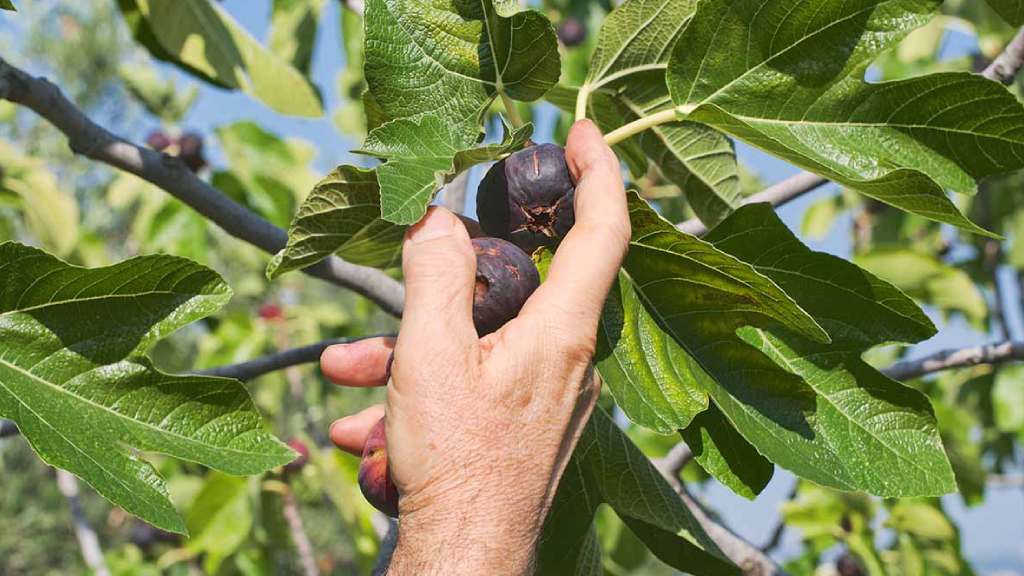 fig harvest