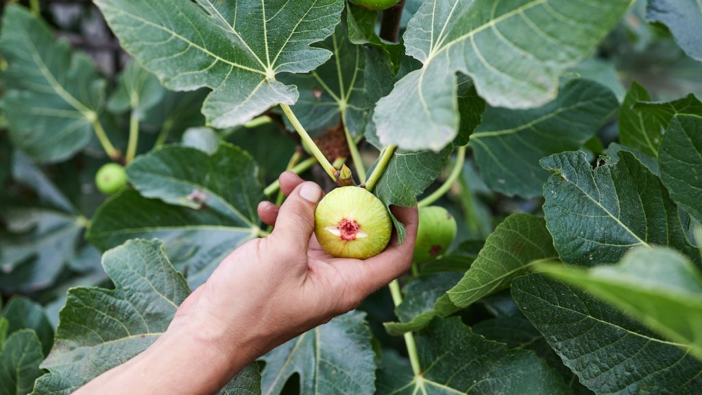 fig tree