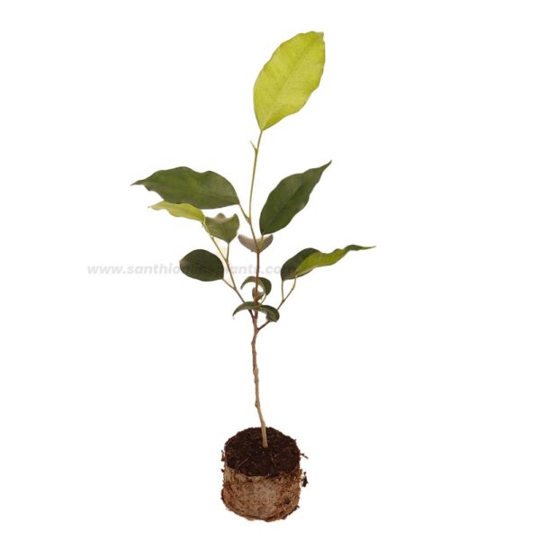 Ficus Benjamina Green-Weeping Fig