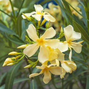 Nerium Oleander Sandal