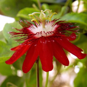 Passion Flowers Red