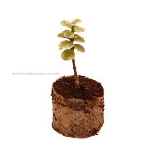 Portulacaria Afra-Variegated Jade plant