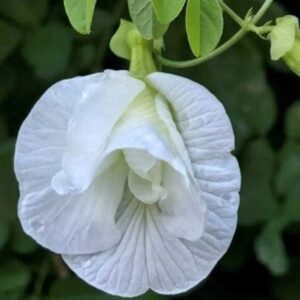 Clitoria Ternatea-White Multi Petaled