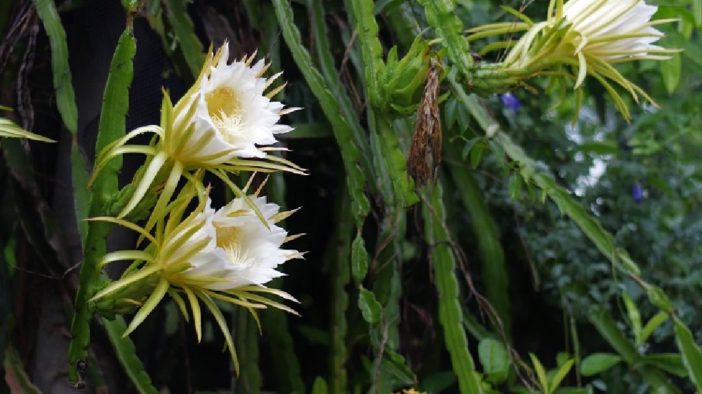 pitaya fruit plant flower